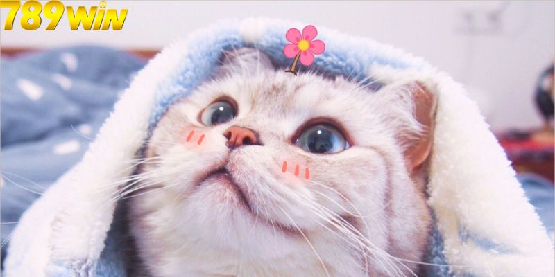 mơ thấy mèo